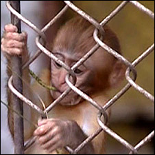 Macaque - son of Krosh